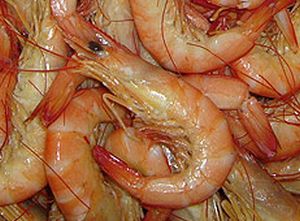 Prawns “getting high” on Prozac